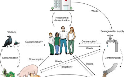 Tackling Antimicrobial Resistance through the One Health Approach