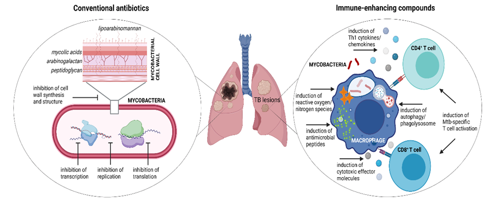 Tackling the Global Threat of Tuberculosis: Advancements in Immune-Enhancing Therapies
